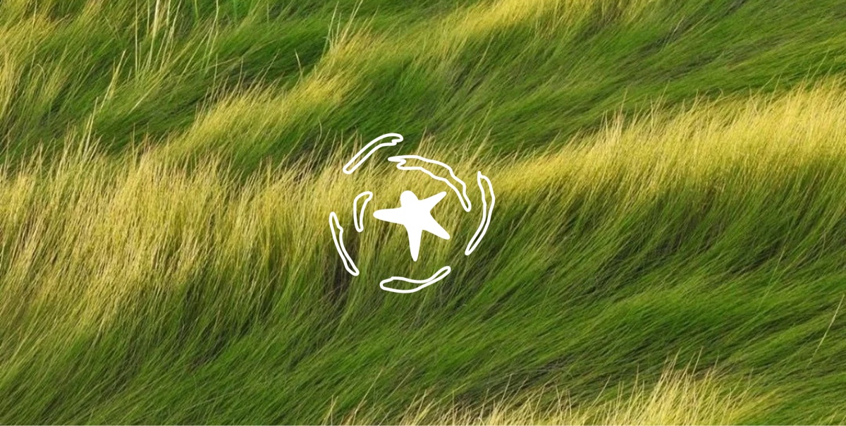 Tall green grass in the wind with a small hand-drawn star and circle